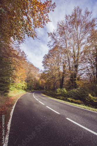 Road in the forest in autumn, fall colors