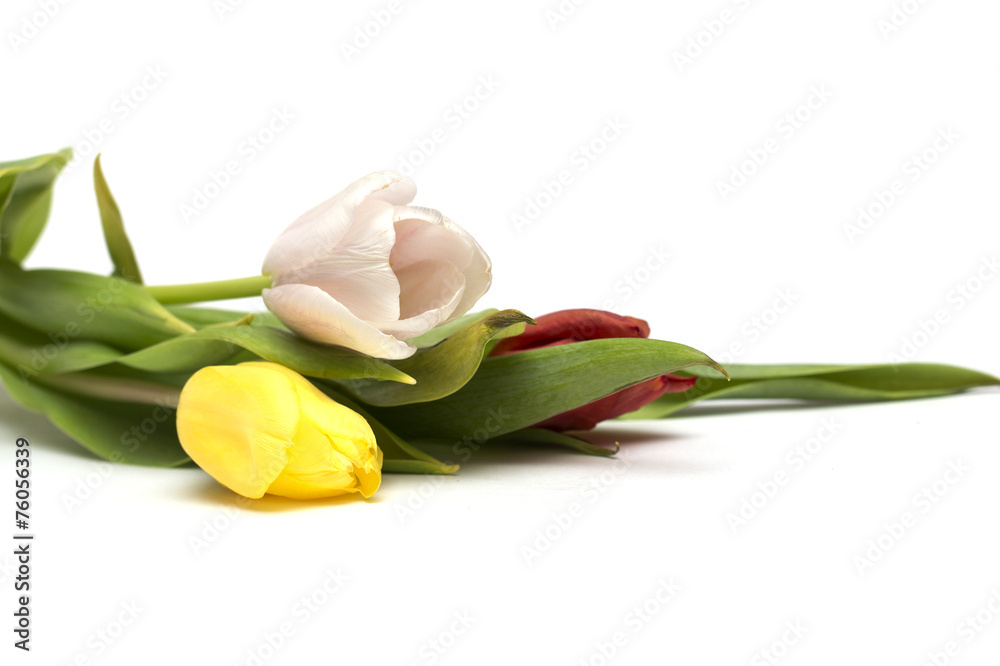 Fototapeta premium Colored tulips. Photo.