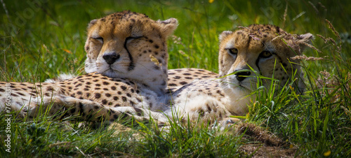 Cheetahs