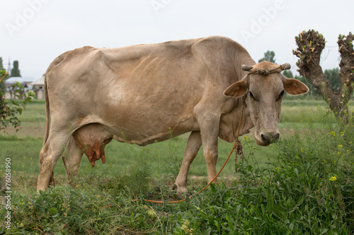 Big american cow on the meadow
