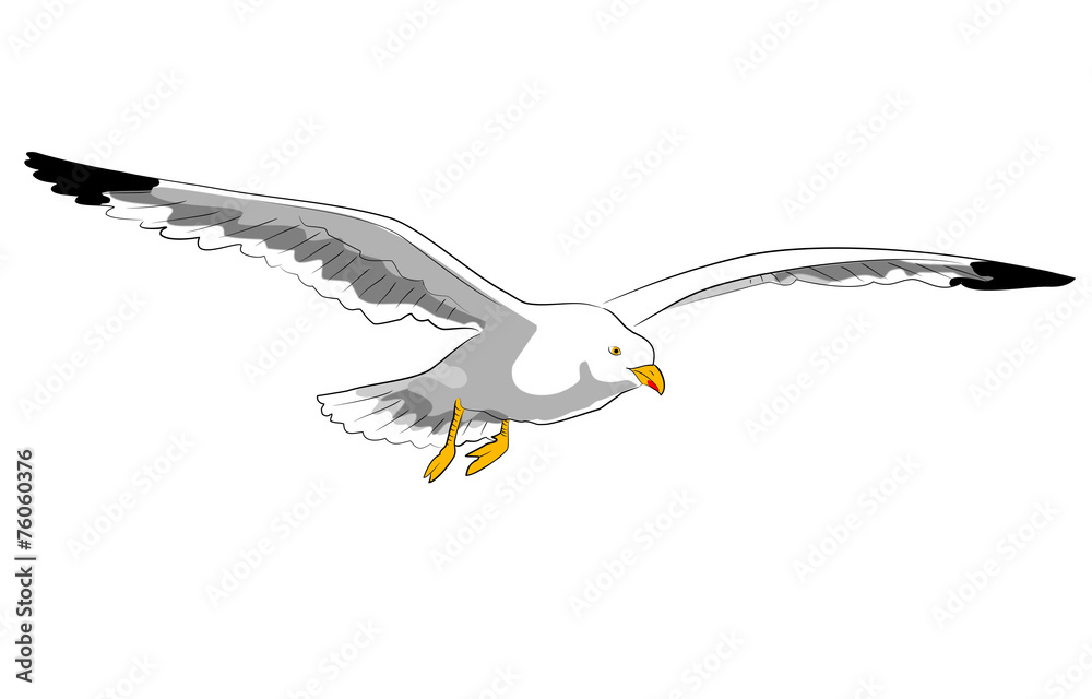 fliegende möwe Stock Illustration | Adobe Stock