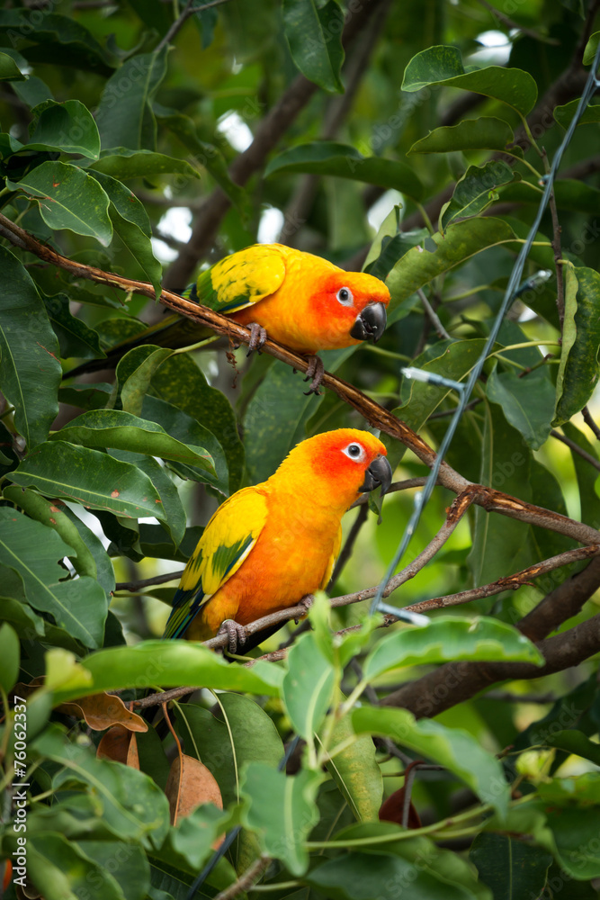 Sun conure parrot on the tree