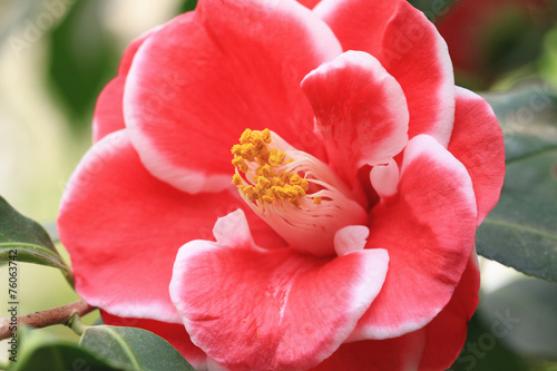 Fototapeta Naklejka Na Ścianę i Meble -  Camellia flower