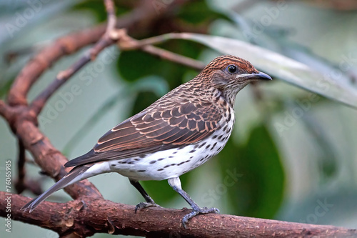 Bilde på lerret Violet-backed starling (cinnyricinclus leucogaster)