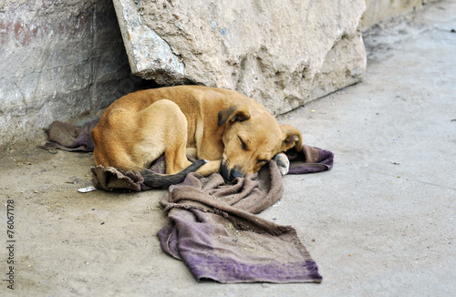 Abandoned dog lying on the ground