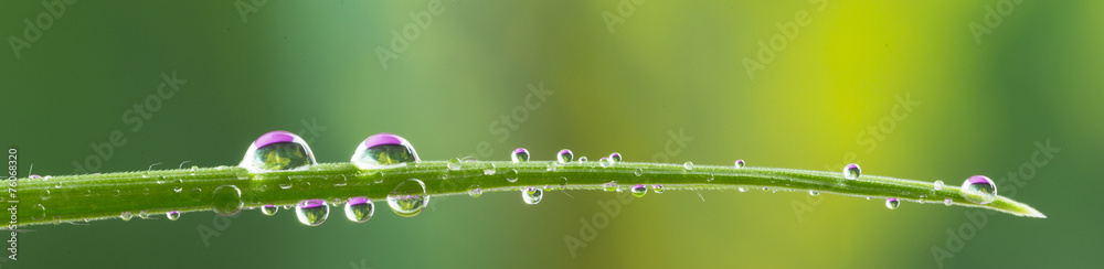 Obraz premium krople wody na trawie