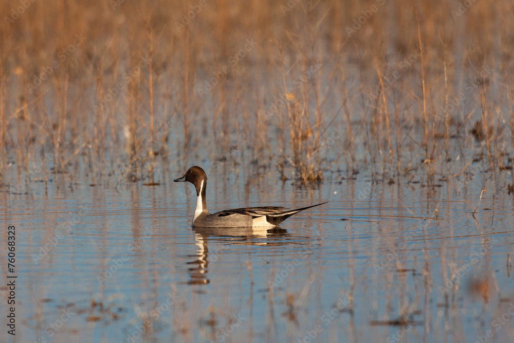 Drake Pintail Duck