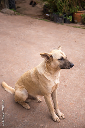 dog waiting for his owner