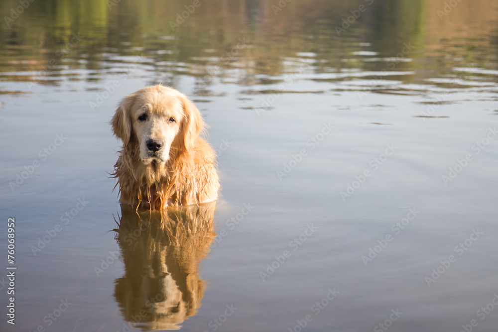 Golden Retriever Golden Retriever