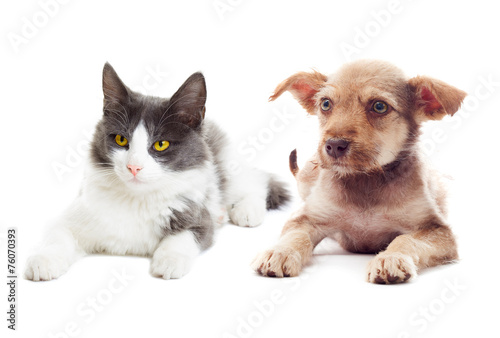 Fototapeta Naklejka Na Ścianę i Meble -  kitten and puppy