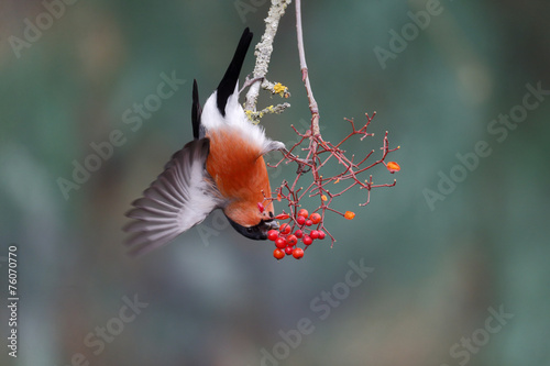 Bullfinch, Pyrrhula pyrrhula