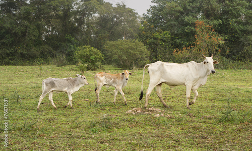 Cow and veals in a Farm in Pantanal, Brazil