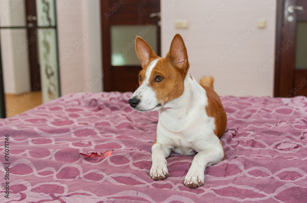 Basenji dog is lying on the bed-spread