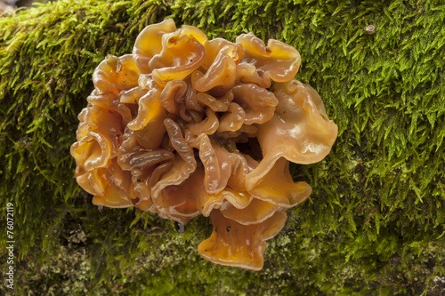 Tremella foliacea growing among Moss