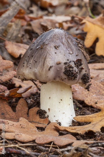 Tricholoma portentosum growing on the forest floor