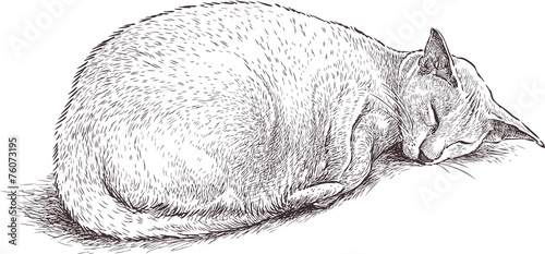 sleeping cat