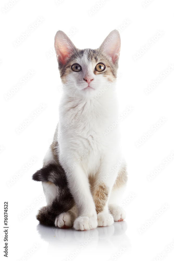 The kitten sits on a white background.