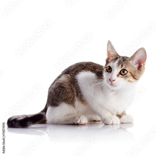 The amusing kitten sits on a white background.