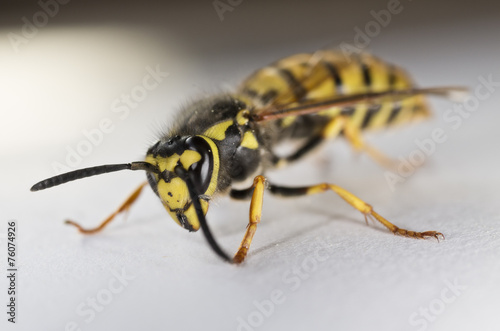 Closeup of European Wasp on White Background © francescorizzato