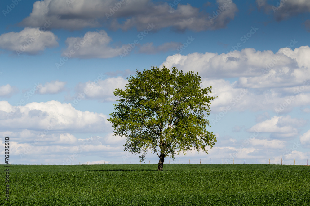 Obraz premium Lonely tree