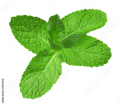 mint leaves isolated on the white background
