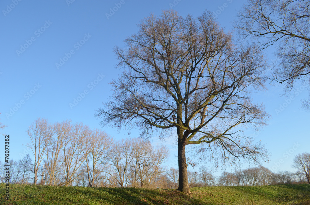 tree on small hill