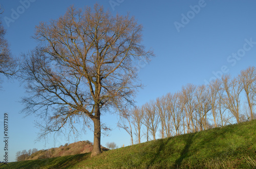 tree on small hill