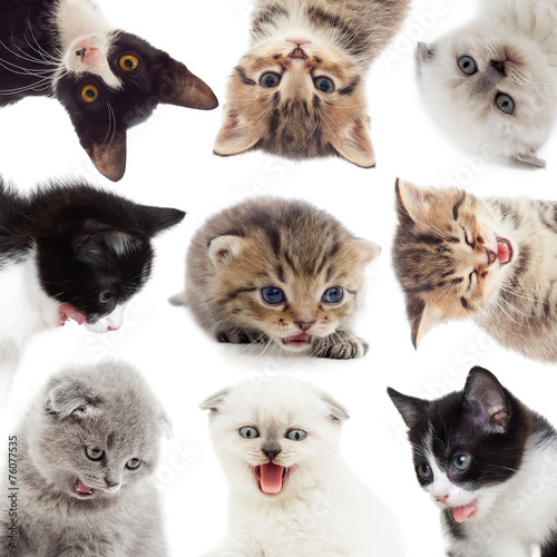 Fototapeta Naklejka Na Ścianę i Meble -  funny kittens