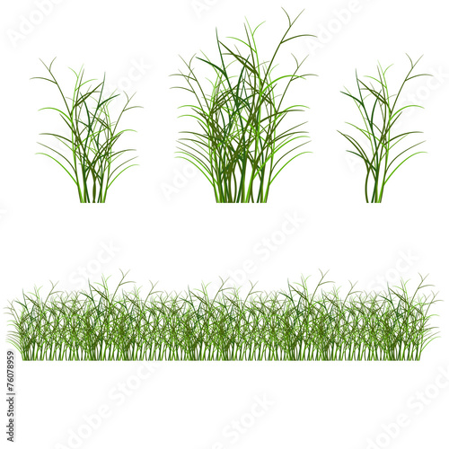 grass, shrubs