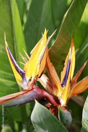 Bird of Paradise Flower blooming