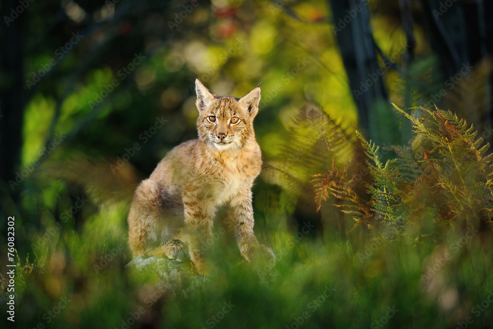 Fototapeta premium Eurasian lynx in forest