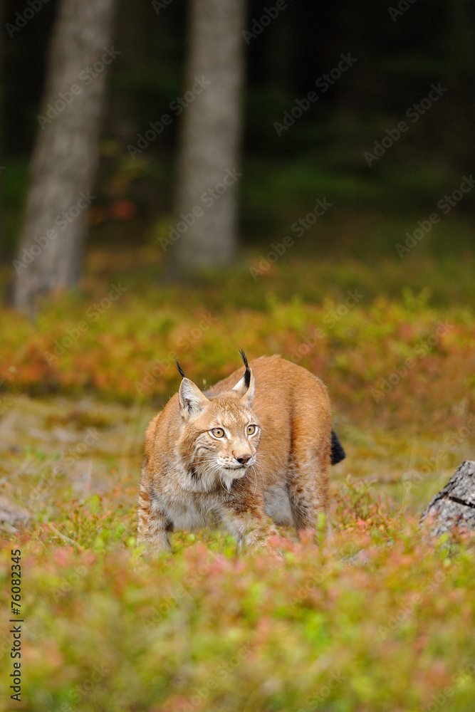 Fototapeta premium Eurasian lynx