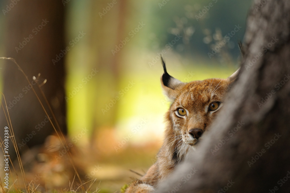 Fototapeta premium Eurasian lynx