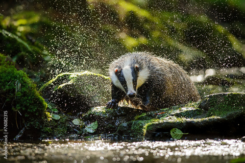 Fotografia European badger