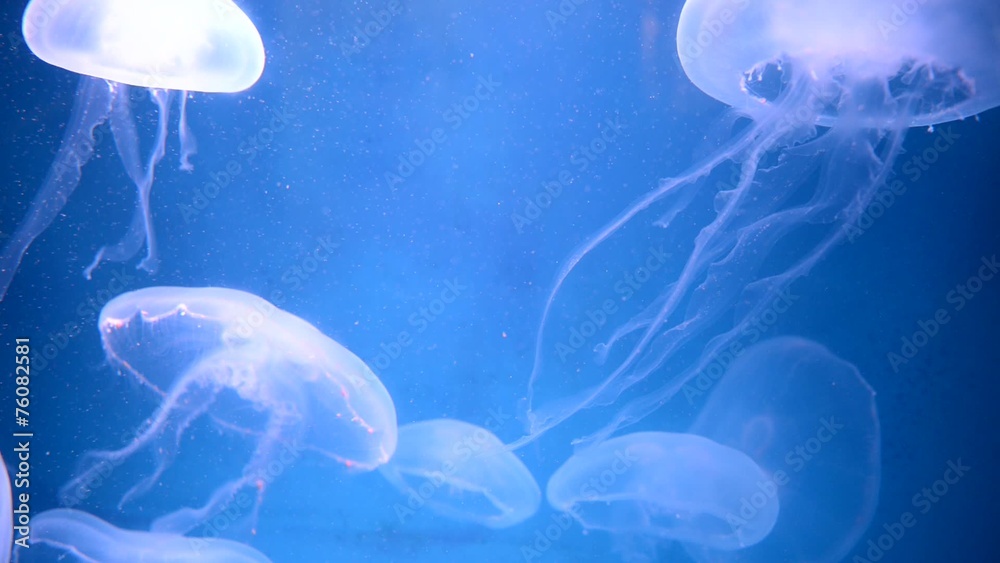 Moon Jelly Jellyfish swimming in group Moon Jelly Jellyfish swimming in group