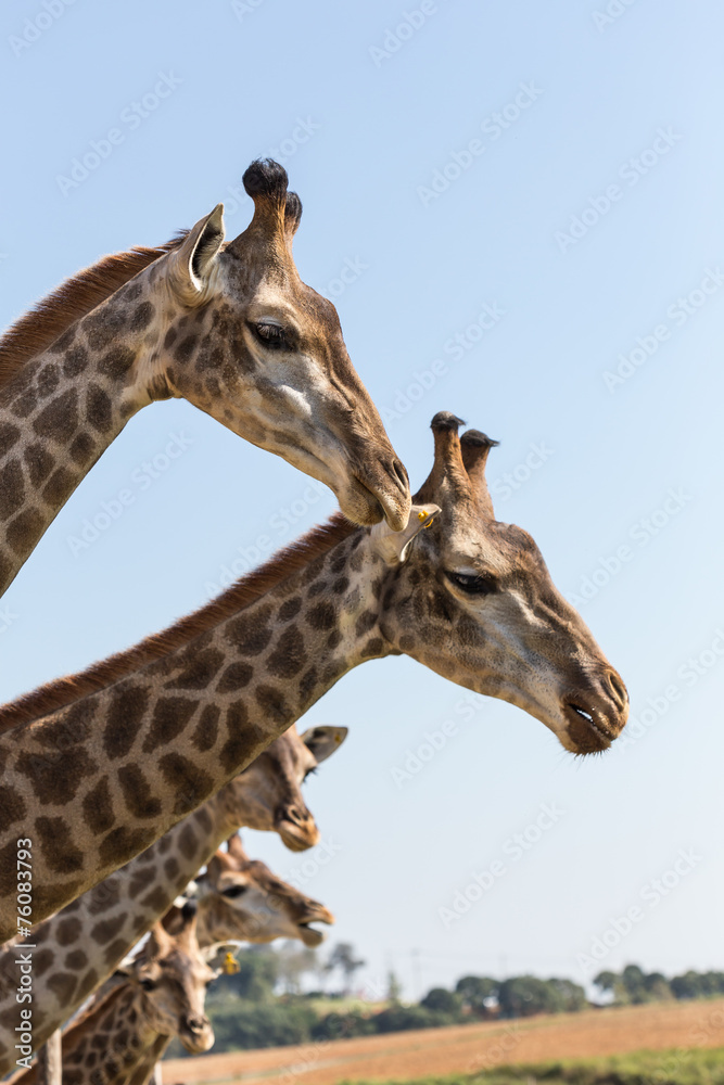 Fototapeta premium giraffe