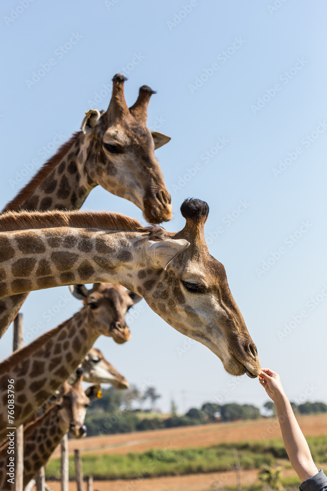 Naklejka premium giraffe