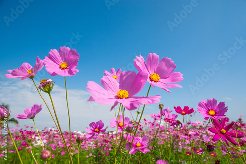 Cosmos flower with blue sky