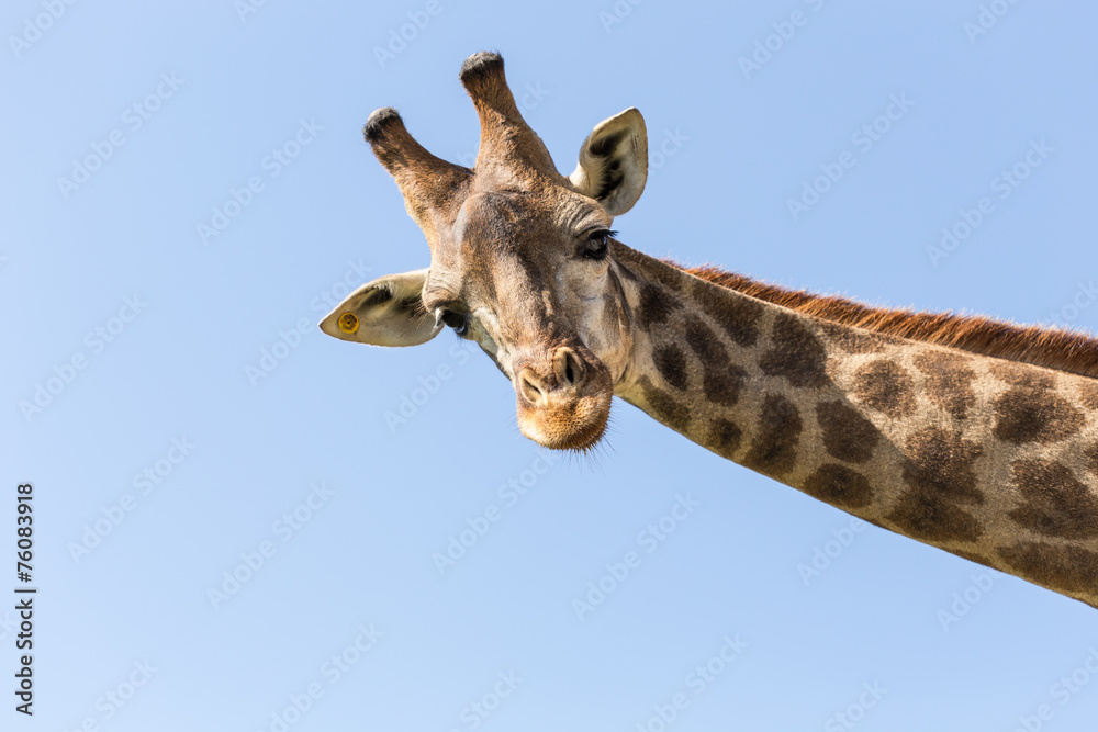 Naklejka premium giraffe