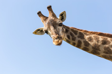 Leinwandbilder Giraffe Giraffe vor blauem Himmel  © SKT Studio