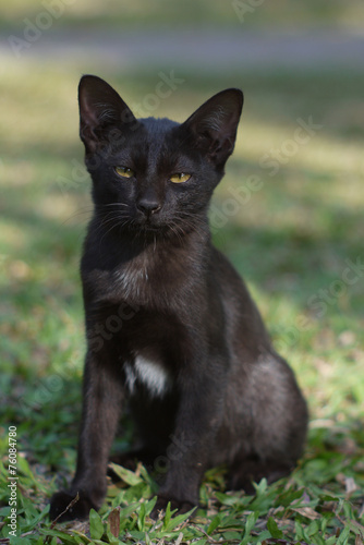 Cute black cat little young kitten