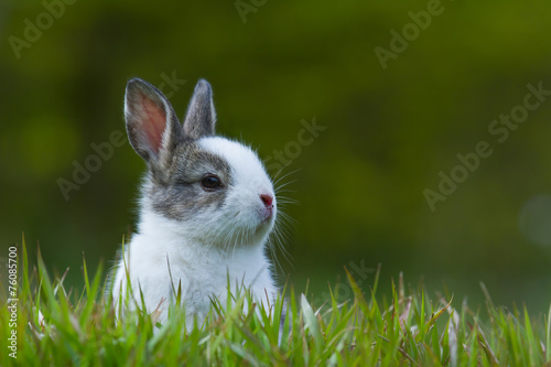 Принти на полотні Baby rabbit in grass