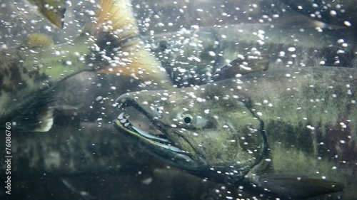 Spawing salmon in Alaska are a main food source for bears