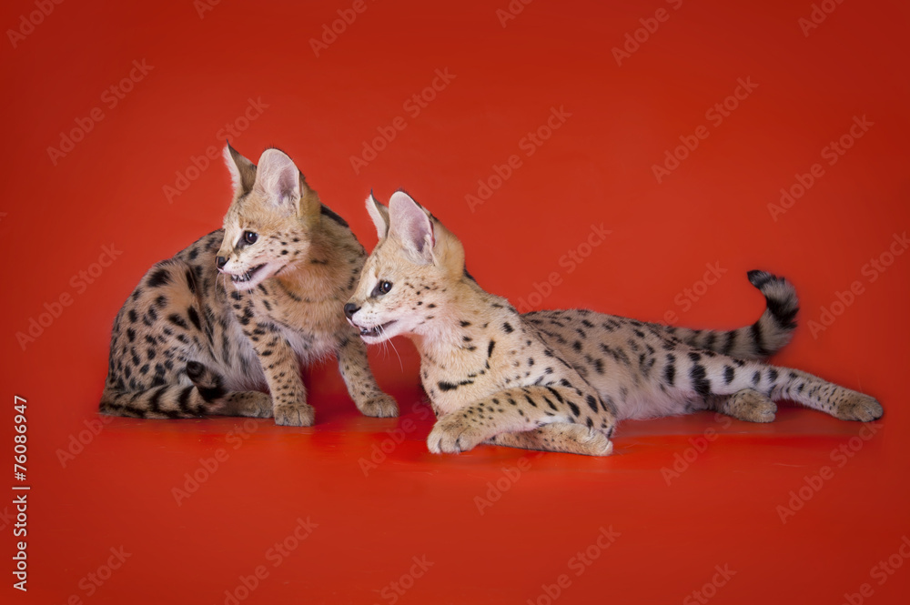Fototapeta premium serval cat isolated on orange background