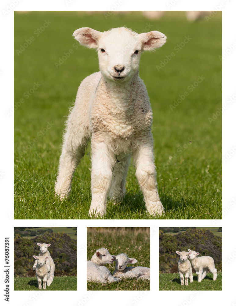 Fototapeta premium playful lambs collage