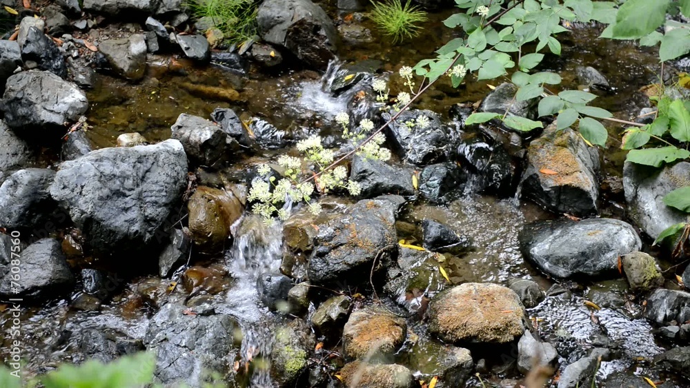 Gentle flowing water in stream in forest Gentle flowing water in stream in forest