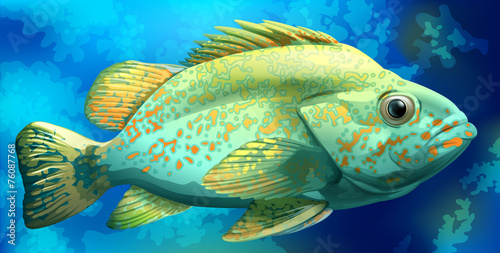 A fish
