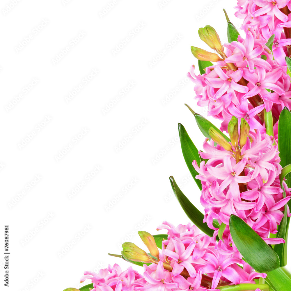 Pink hyacinths