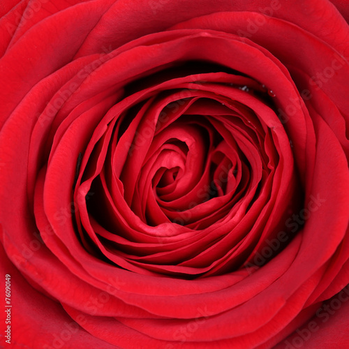 Nahaufnahme Bl  te rote Rose zum Valentinstag  Muttertag oder Ge