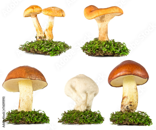 Collection of mushrooms in the grass isolated on white